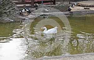 White domestic duck swimming in a pond