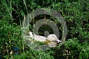 A white domestic duck swims in the water between green plants.