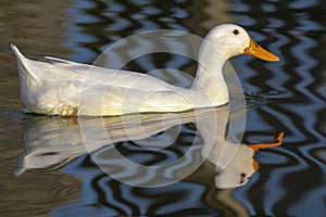 White domestic duck on water. Aesthetic nature image.