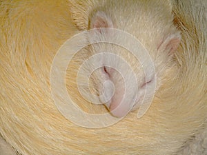 A white domestic ferret sleeping