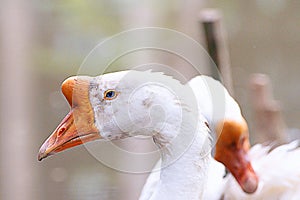 White Domestic Geese