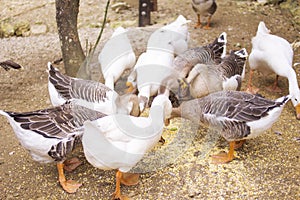 White domestic Geese in a raw eating cereals
