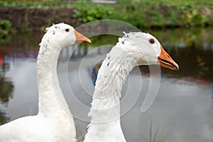 White domestic geese walk against the backdrop of the pond. Goose farm. Domestic goose
