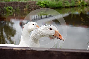 White domestic geese walk against the backdrop of the pond. Goose farm. Domestic goose