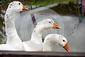 White domestic geese walk against the backdrop of the pond. Goose farm. Domestic goose
