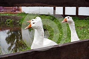 White domestic geese walk against the backdrop of the pond. Goose farm. Domestic goose