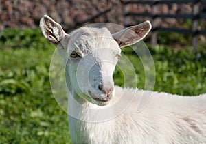 White domestic goat