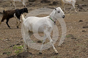 White Goat