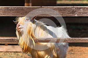 A white domestic goat poking its head between wooden fences on a Japanese farm.