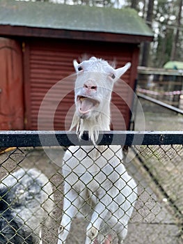white domestic goat smiling funny over the fence