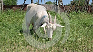 White domestic goats with collars graze in green grass in the summer in the countryside. The concept of domestic