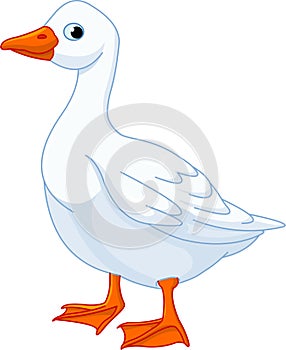 White domestic goose photo