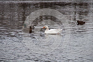 White domestic goose and duck isolated on white