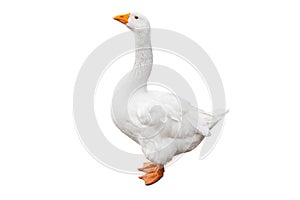 White domestic goose isolated on white background with clipping path