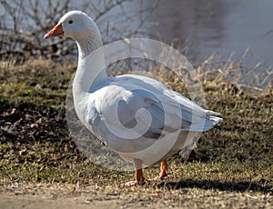 White domestic goose on the lawn by the pond on a summer day. Goose pasture (grass plucked