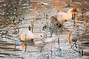 White Domestic Goslings Swimming In Pond In Warm Summer Weather