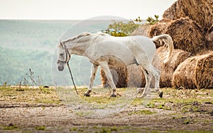 White domestic horse on the farm field in front of hay bales