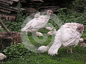 White domestic turkeys grazing on the grass