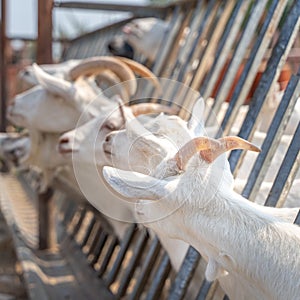 White domestic Zaanen goats in the pen stuck their heads with horns through the grate waiting for food