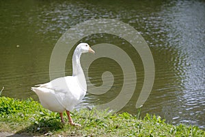 The white domesticated Emden goose. photo