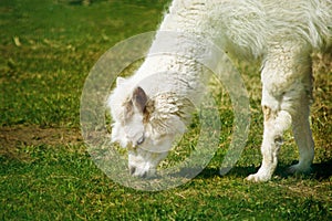 White domesticated llama recently shorn eating chewing green grass. Sunny summer day, selective focus. Space for copy.