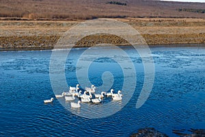 White domestics duks on winter pond. Horizontal view.