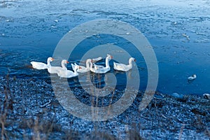 White domestics duks on winter pond. Horizontal view.