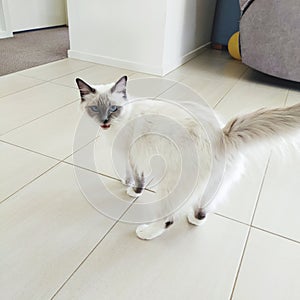 White Ragdol cute cat with blue eyes