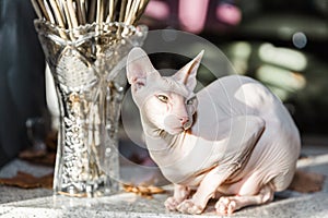 White Don sphynx cat sitting near dried roses flowers in vintage glass vase on table with sunlight and shadows patterns
