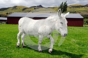 White donkey