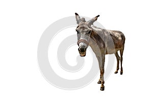 White donkey asinus in Latin is getting closer on isolated white background