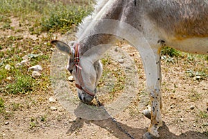 White donkey asinus in Latin is grazing