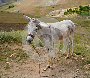 White donkey asinus in Latin