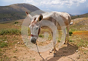 White donkey asinus in Latin