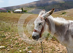 White donkey asinus in Latin