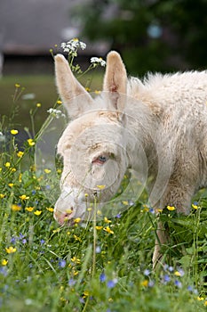 White donkey foal