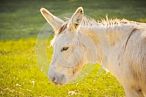 White Donkey or Mule in Farm Pasture