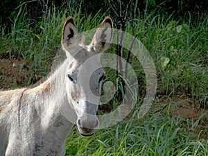 White donkey photo