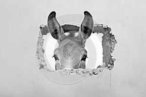 White donkey peeking out of a hole in a gray wall