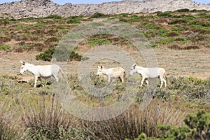 White donkey, resident only island asinara, sardinia italy photo