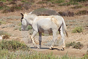 White donkey, resident only island asinara, sardinia italy photo