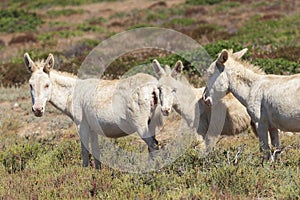 White donkey, resident only island asinara, sardinia italy photo