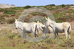 White donkey, resident only island asinara, sardinia italy photo