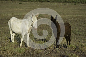 White donkeys from Asinara. (Equus asinus). Asinara Island Sardinia Italy