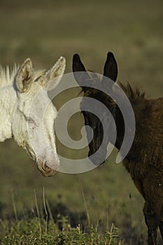 White donkeys from Asinara. (Equus asinus). Asinara Island Sardinia Italy