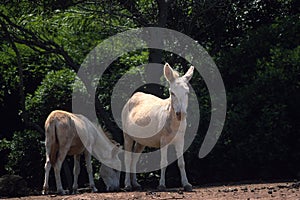White donkeys from Asinara. (Equus asinus). Asinara Island Sardinia Italy