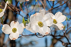 White doogwood blooms