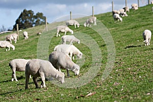 White Dorper herd of sheep lambs grazing hill