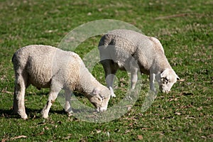 White Dorper sheep lambs grazing