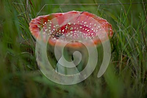 White dotted vibrant red cap of mushroom in green grass